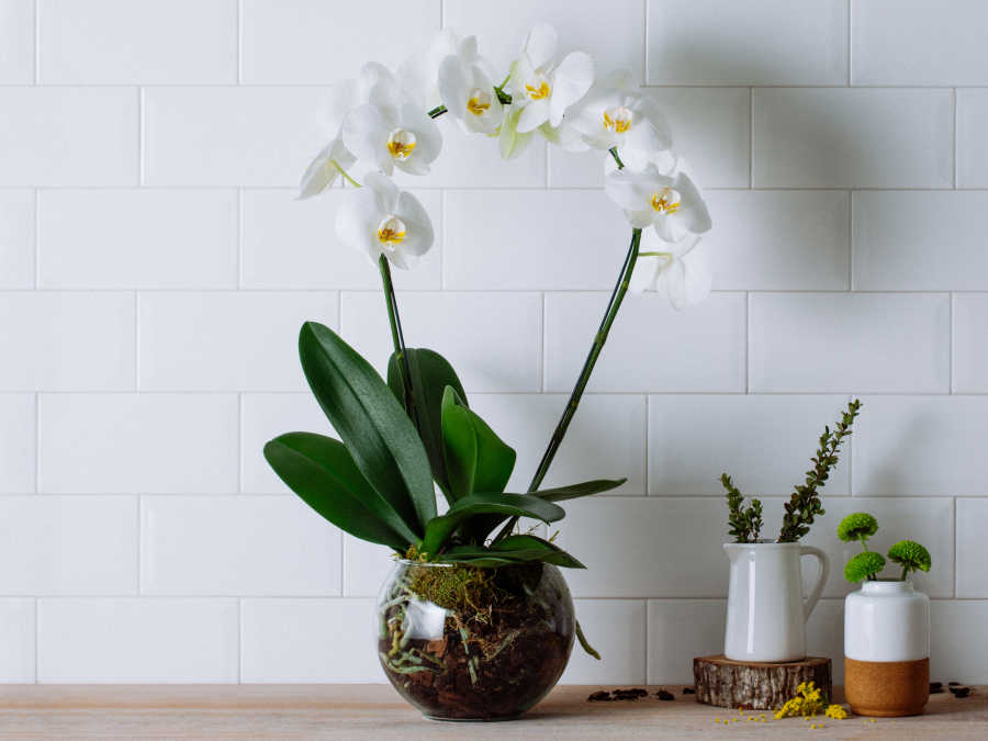 plantas ornamentais orquídeas