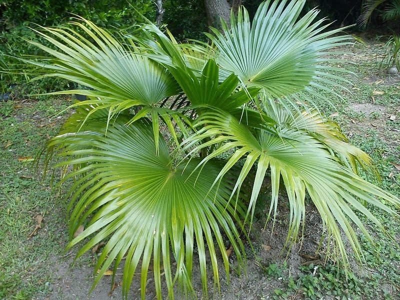 plantas ornamentais - palmeiras 