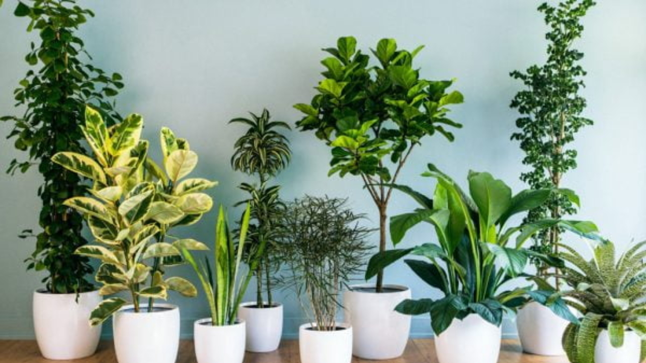 Plantas ornamentais: tudo que você precisa saber