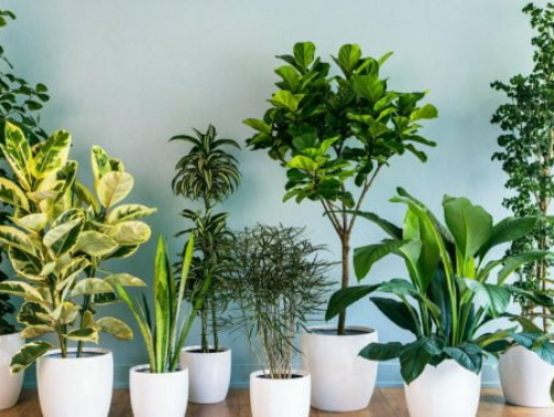 Plantas ornamentais: tudo que você precisa saber